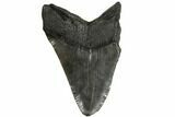 Bargain, Fossil Megalodon Tooth - South Carolina #186659-2